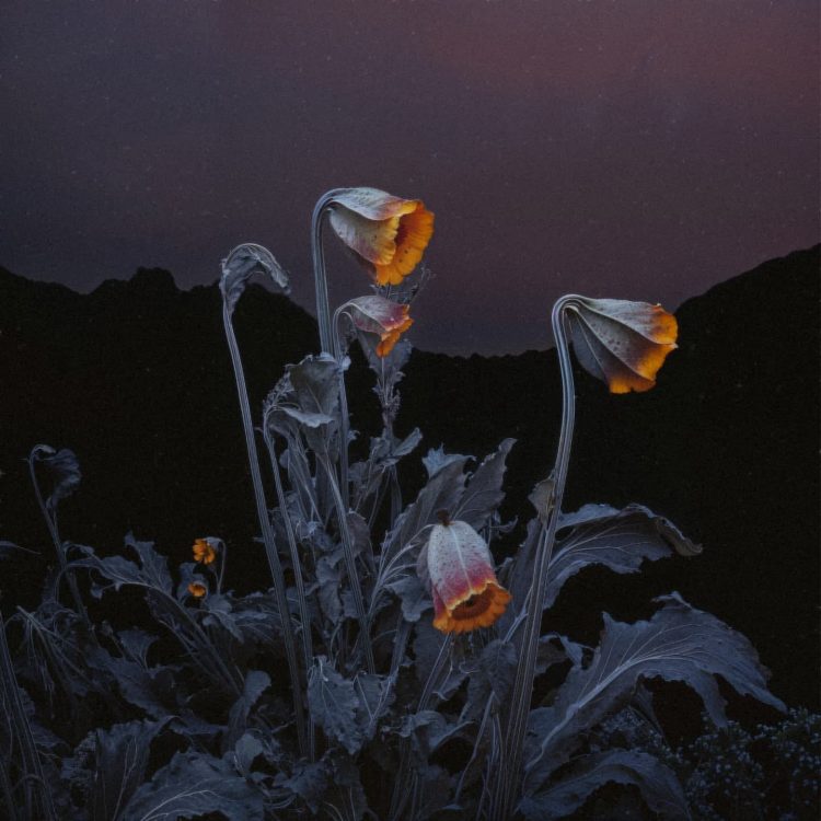 Moonlit flora 03