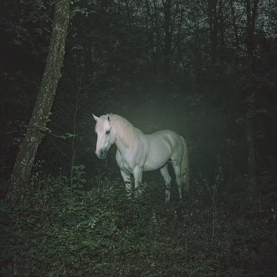 The enchanted forest 2