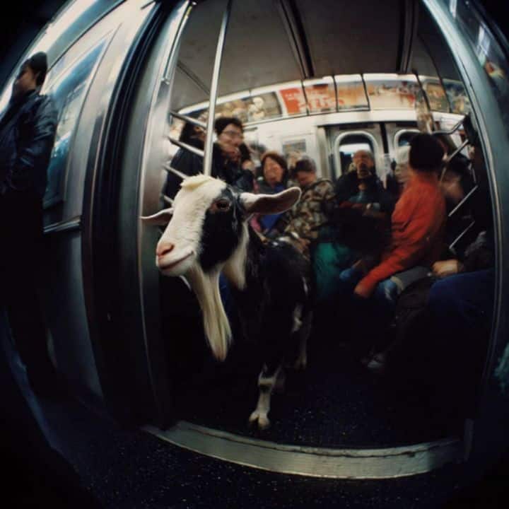 Underground fauna 07