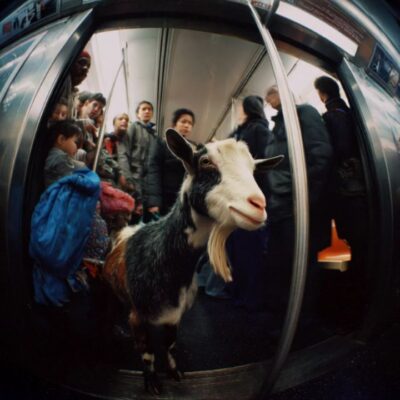 Underground fauna 13