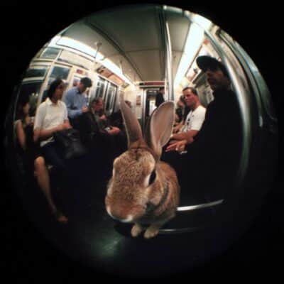 Underground fauna 02