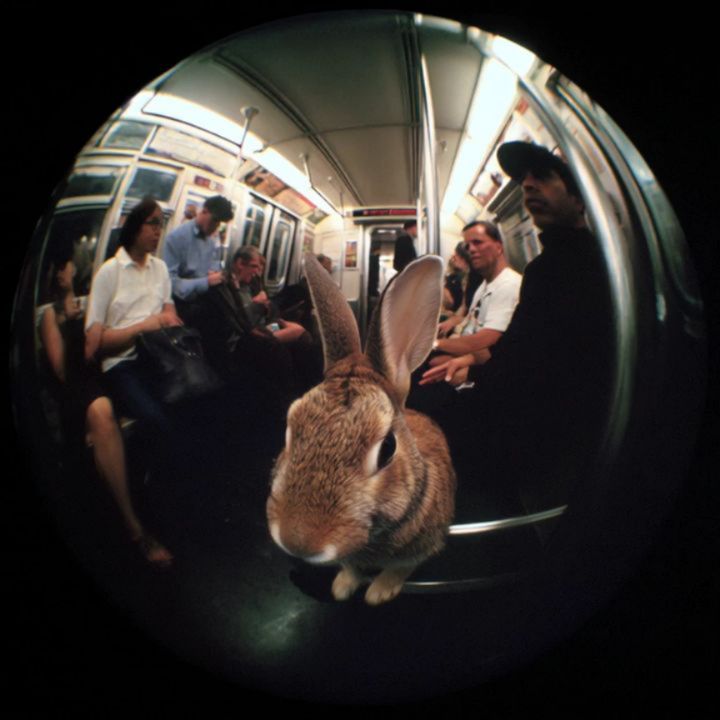 Underground fauna 02