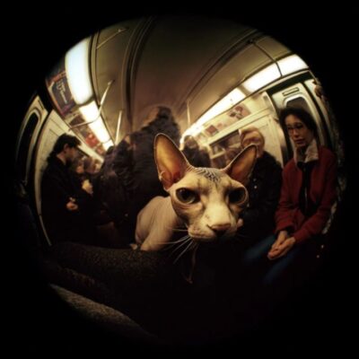 Underground fauna 05