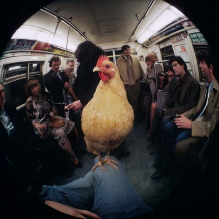 Underground fauna 06