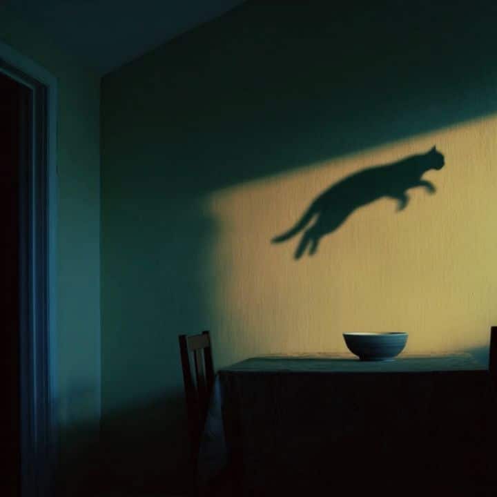 Shadows remember the wild 07
