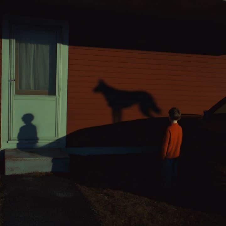 Shadows remember the wild 05