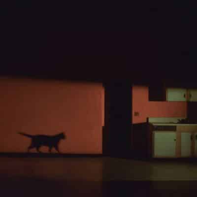 Shadows remember the wild 02