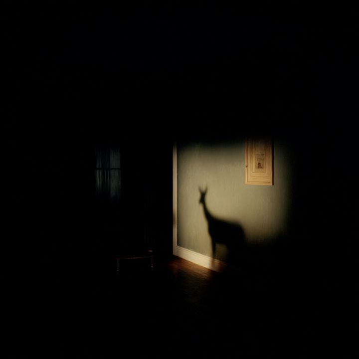 Shadows remember the wild 12
