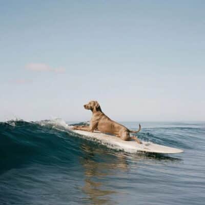 When my dog dreams 06