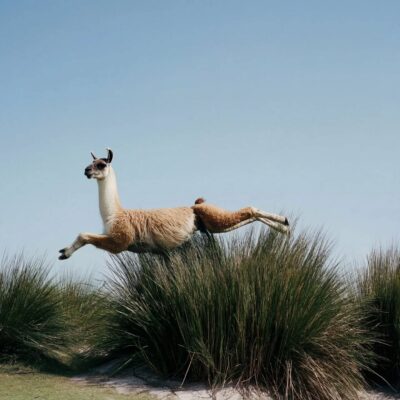 When my dog dreams 10